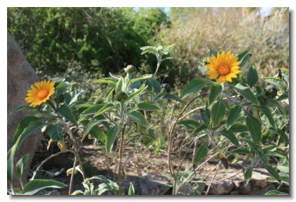 Tucson (39)  Sunflower Grouping